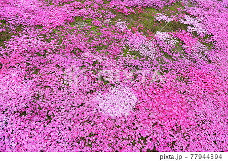 北海道滝上町の風景 満開の芝桜【5月】 北海道滝上町の風景 満開の芝桜【5月】 77944394