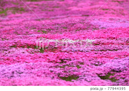 北海道滝上町の風景 満開の芝桜【5月】 北海道滝上町の風景 満開の芝桜【5月】 77944395