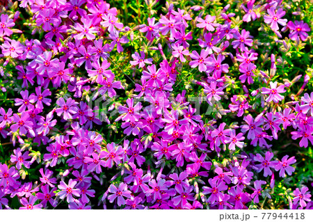 A background of many small pink and purple flowers. Solid background.  77944418
