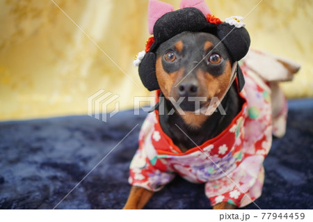 犬 ミニチュアピンシャー　五月人形　写真 77944459