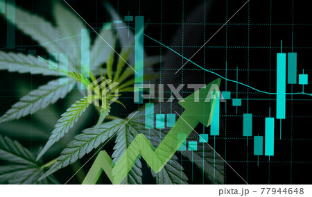 Cannabis business with marijuana leaves and stock graph charts on stock market exchange trading investment, Commercial cannabis medicine money finance trade profit up trends and crisis red down loss 77944648