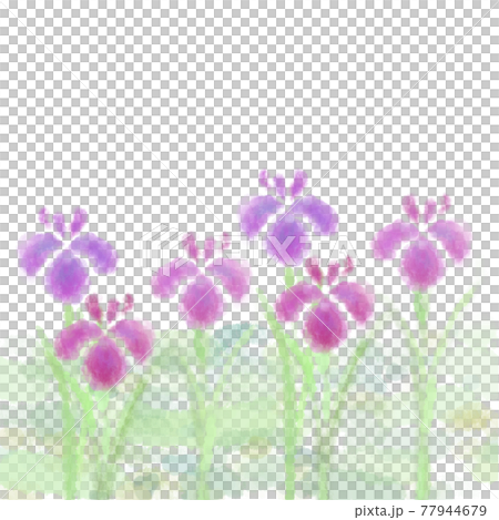 水彩画風のハナショウブの花 水彩画風のハナショウブの花 77944679