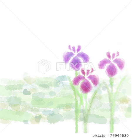 水彩画風のハナショウブの花 77944680
