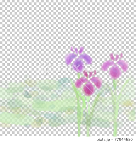 水彩画風のハナショウブの花 77944680