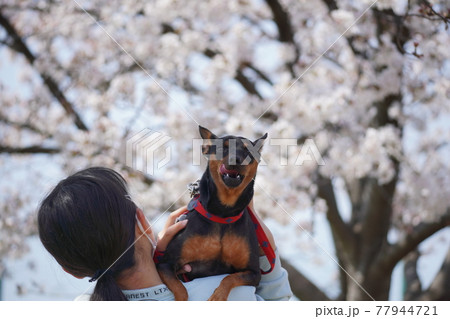 犬 ミニチュアピンシャー 桜 公園 春 写真 犬 ミニチュアピンシャー 桜 公園 春 写真 77944721