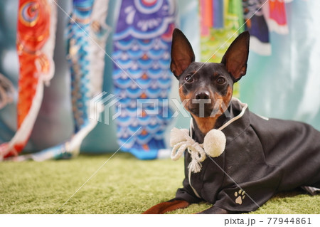 犬 ミニチュアピンシャー 鯉のぼり 着物 写真の写真素材