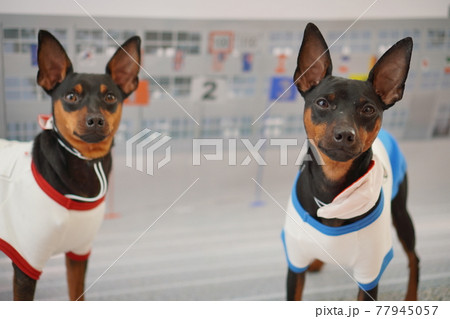 犬 ミニチュアピンシャー ブルドッグ 小学校 運動会 写真 犬 ミニチュアピンシャー ブルドッグ 小学校 運動会 写真 77945057