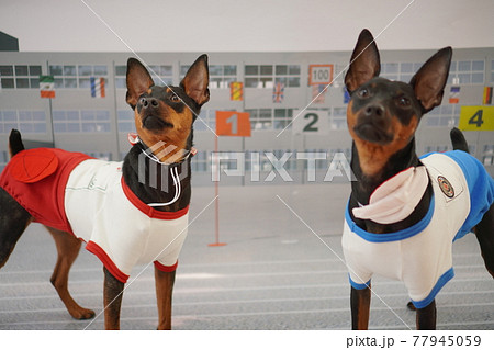 犬 ミニチュアピンシャー ブルドッグ 小学校 運動会 写真の写真素材