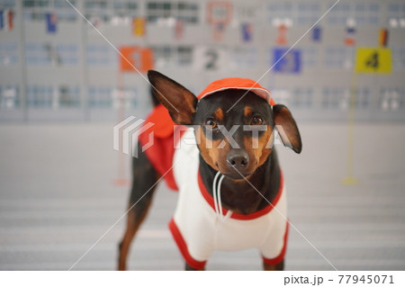 犬 ミニチュアピンシャー ブルドッグ 小学校 運動会 写真の写真素材