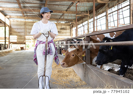 牧場で働く若い酪農家 牧場で働く若い酪農家 77945102