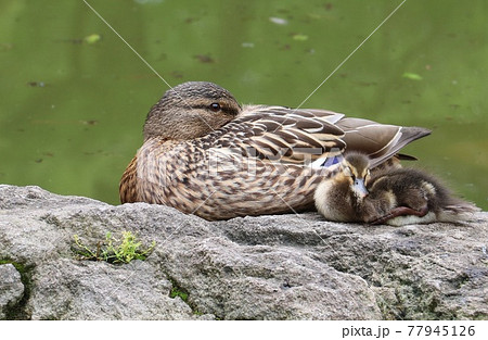 マガモの親子 マガモの親子 77945126