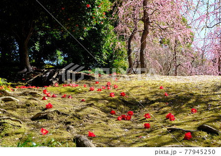 京都 城南宮 枝垂れ梅と椿の落花の競演 京都 城南宮 枝垂れ梅と椿の落花の競演 77945250
