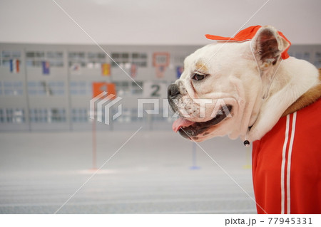 犬 ミニチュアピンシャー ブルドッグ 小学校 運動会 写真の写真素材