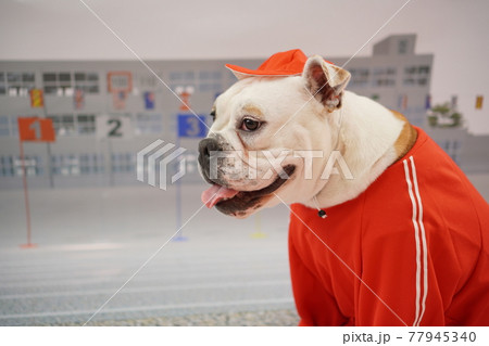 犬 ミニチュアピンシャー ブルドッグ 小学校 運動会 写真の写真素材