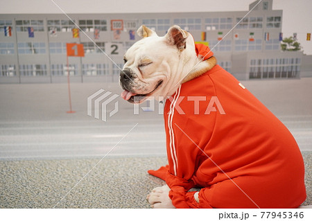 犬 ミニチュアピンシャー ブルドッグ 小学校 運動会 写真の写真素材