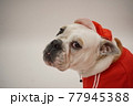 犬 ミニチュアピンシャー　ブルドッグ 小学校　運動会　写真 77945388