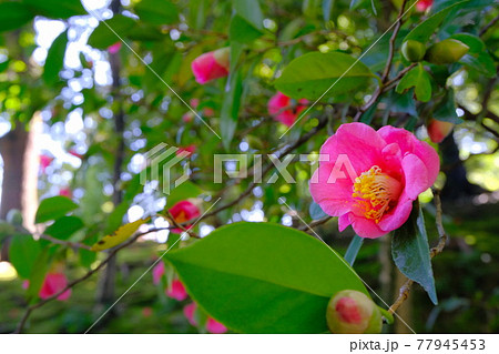 京都 城南宮 椿とその落花 京都 城南宮 椿とその落花 77945453