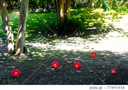 京都 城南宮 椿とその落花 京都 城南宮 椿とその落花 77945456