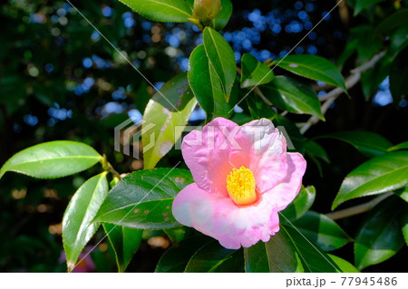 京都　城南宮の椿 77945486