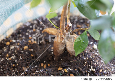 陽に当たるガジュマルの木 陽に当たるガジュマルの木 77945605