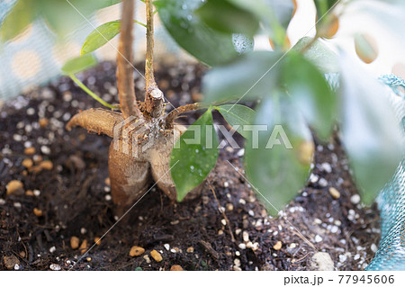 陽に当たるガジュマルの木 77945606