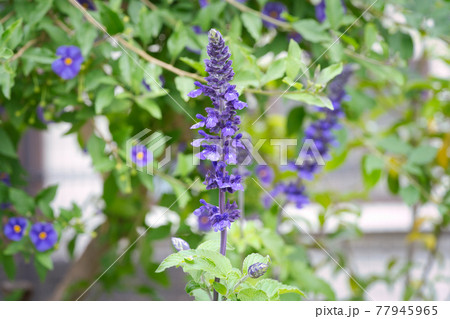 サルビア・ディビノラムの花の写真素材 [77945965] - PIXTA