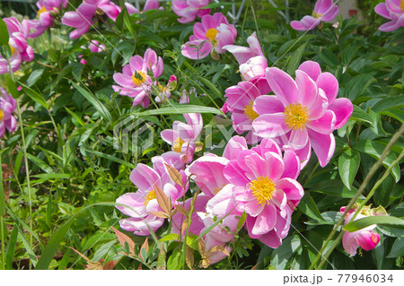 paeonia broteriの花 paeonia broteriの花 77946034