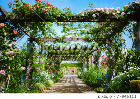 薔薇が有名な公園の薔薇ロード 薔薇が有名な公園の薔薇ロード 77946111