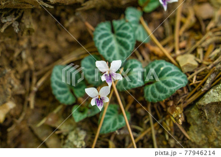 フイリフモトスミレ フイリフモトスミレ 77946214