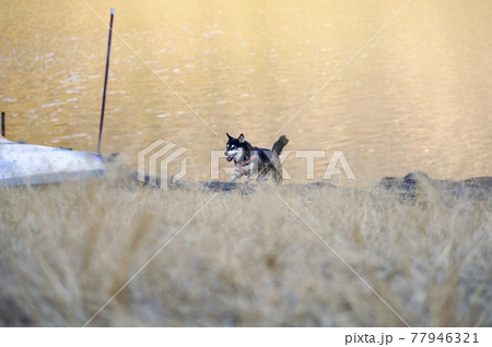 富士五湖 西湖を走る黒柴 77946321