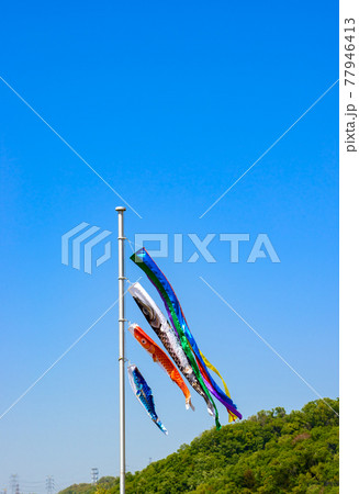 鯉のぼり 77946413