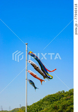 鯉のぼり 77946418