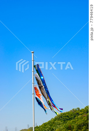 鯉のぼり 77946419