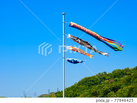 鯉のぼり 77946425