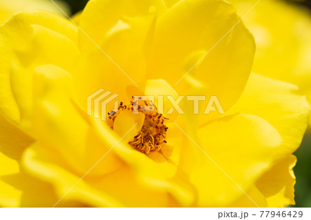 黄色い薔薇をマクロ撮影 77946429