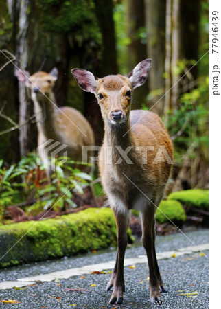 ヤクシカ ヤクシカ 77946439