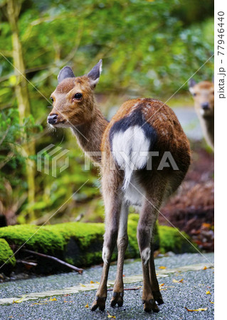 ヤクシカ 77946440