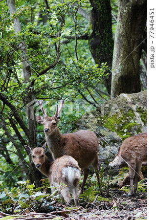 ヤクシカ ヤクシカ 77946451