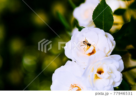 白い薔薇の中で頑張る働きバチさん 白い薔薇の中で頑張る働きバチさん 77946531