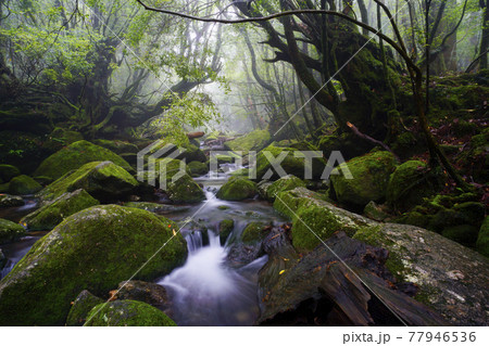屋久島の渓流 77946536