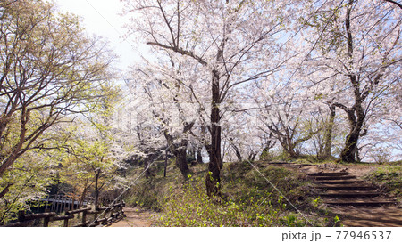 春の八乙女公園桜のトンネル　秋田県 77946537