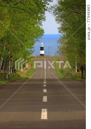 北海道網走市能取岬の風景　能取岬灯台への一本道【5月】 77946865