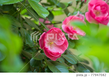 アンジェラの花が満開の写真素材