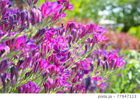 バビアナの花 バビアナの花 77947113