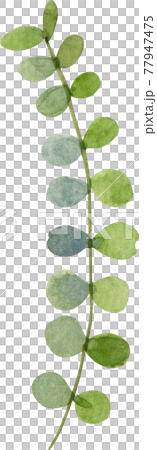 Green Leaf watercolor 77947475