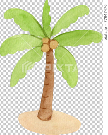 Palm tree watercolor 77947476