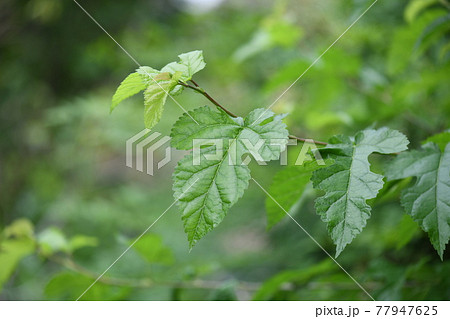 初夏の桑の葉 初夏の桑の葉 77947625