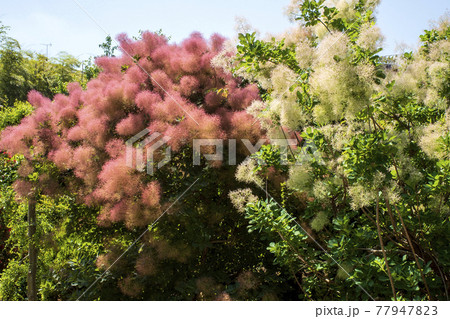 モワモワっとした木　スモークツリー又はカスミノキ、ケムリノキ 77947823