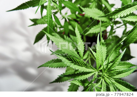 Growing organic cannabis plants. Beautiful potted marijuana plant on white background with trendy shadows 77947824