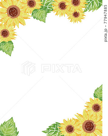 ひまわりの手書き水彩ハガキフレーム 77947885